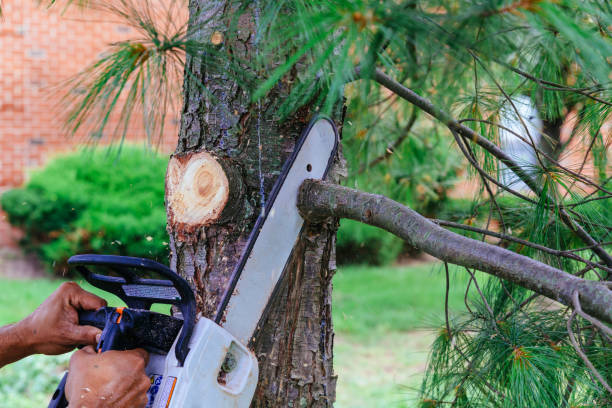 Best Tree Trimming Near Me  in Pawnee, IL